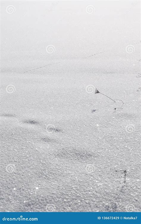 Image of Winter with Bright White Snow. Stock Image - Image of copy ...