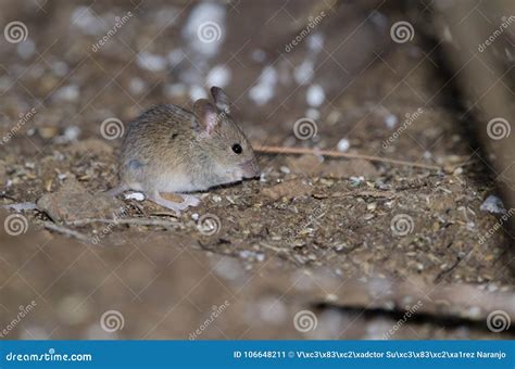 House mouse eating stock image. Image of eating, rural - 106648211