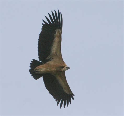 Great Bustard-Birding Day Tour Algarve