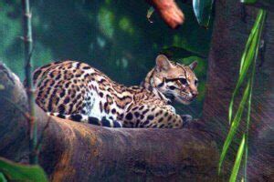 Ocelot Habitat: Where Do Ocelots Live? (Their Natural Range)