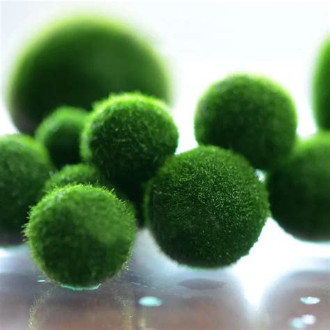 Japan Genuine Marimo Happy Seaweed Ball Aquarium Landscaping 1cm Chlorella Environmental Sea ...