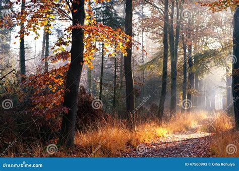 Path in Misty Autumn Forest Stock Image - Image of sunlight, countryside: 47560993