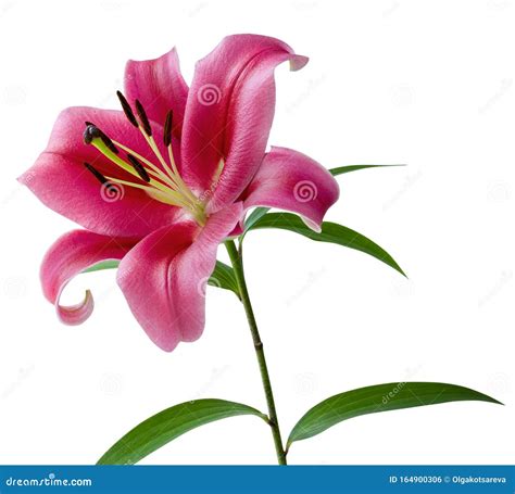 Lily Single Pink Flower with Stamens, Leaves and Stem Isolated on White Background with Clipping ...