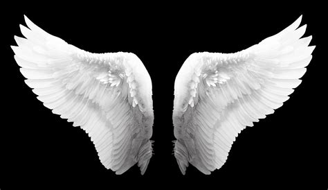 Free photo: White Angel Wings - Angel, Feathers, White - Free Download - Jooinn