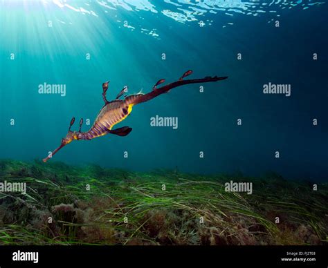 Weedy Sea Dragon Flinders Pier Victoria Australia Natural Habitat Stock Photo - Alamy