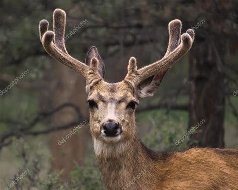 Mule deer with velvet antlers. — Stock Photo © PBodig #19710373