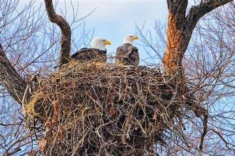 Bald Eagles Nesting | Avian Voices