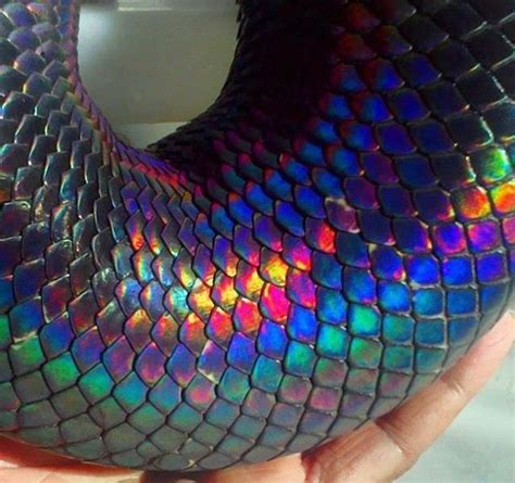 rendering - iridescent snake skin shader - Blender Stack Exchange