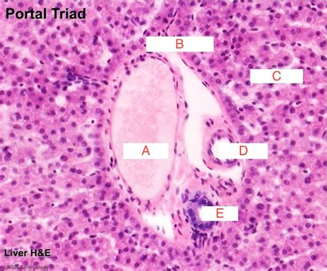 Liver Histology Diagram | Quizlet