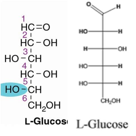 Why are there two structures of L-Glucose in the Fischer projection? - ECHEMI