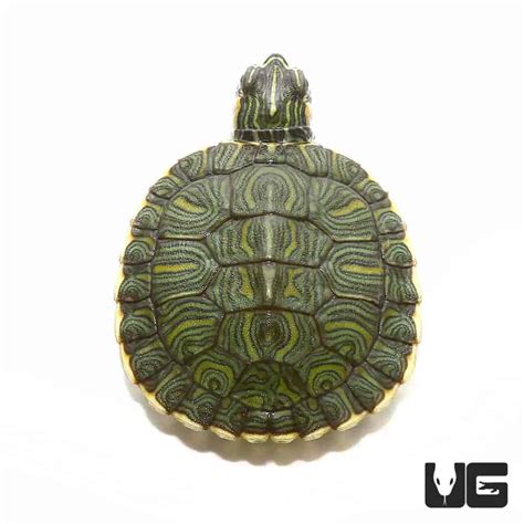 Baby Cumberland Slider Turtles (Trachemys scripta troostii) For Sale ...