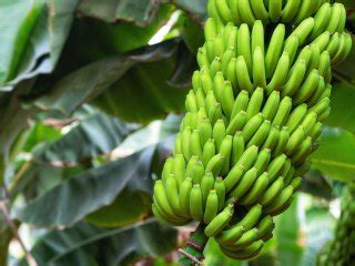 Harvest practices for banana - freshknowledge.eu