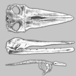 Cetacean Evolution: The Evolution of Whales, Adapted from National Geographic, November 2001