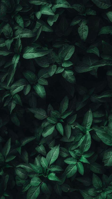 Dark Green Leaf Wallpapers - Top Free Dark Green Leaf Backgrounds - WallpaperAccess