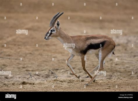 Gazelle Running Stock Photos & Gazelle Running Stock Images - Page 3 ...