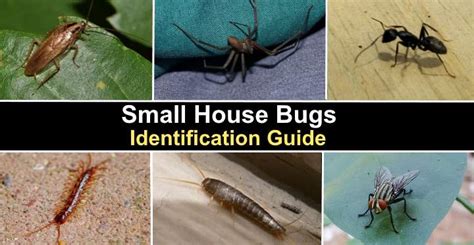 16 Small House Bugs With Pictures and Names - Identification Guide