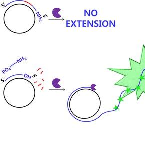 Sensitivity of the RNase H activity assay (n = 3). a Time-dependent... | Download Scientific Diagram