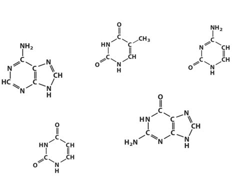 Identifying Nitrogenous Bases Quiz