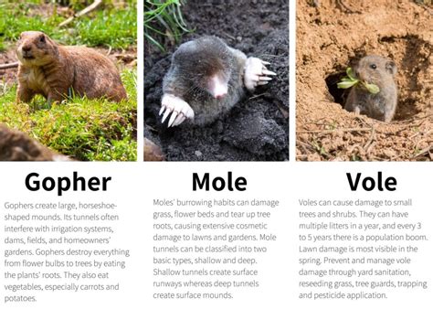 How to Get Rid of Voles? - Xceptional Wildlife Removal