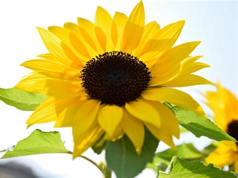 Are Sunflowers Annual or Perennial: Understanding the Lifespan of Your ...