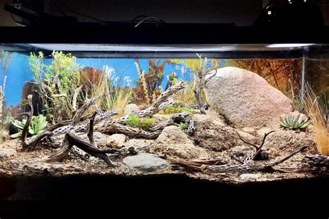 Leopard Gecko in a 40 Gallon Tank - All Gecko