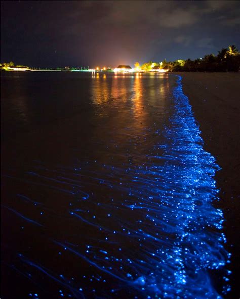 Maldives' Glowing Beaches | Bioluminescence | Glow-in-the-dark Beach