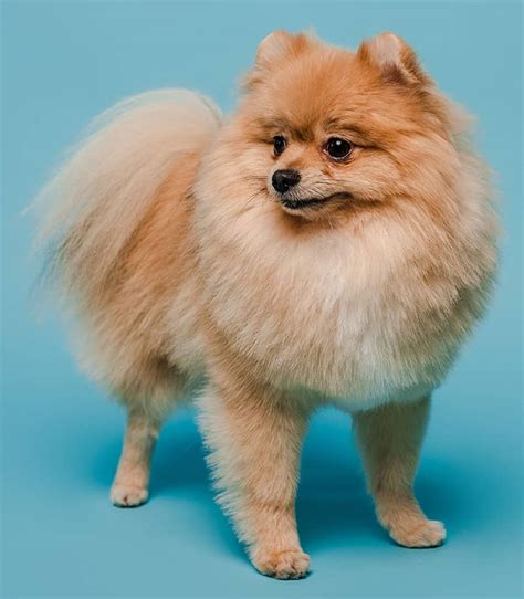 Pomeranian Haircut Styles - Expert Groomer Explains