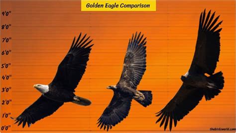 Golden Eagle Wingspan: How Big Is It Compared To Others?