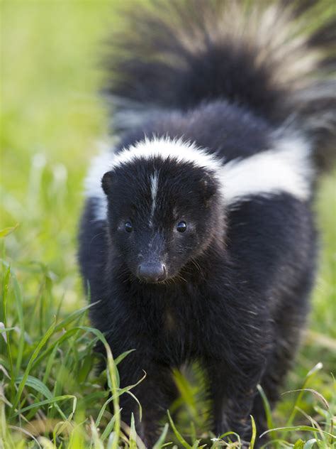 That Skunk Doesn't WANT to Spray You (or Your Dog) – WildCare