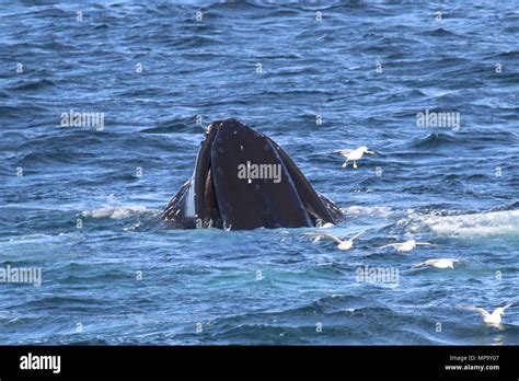 Humpback whales feeding Stock Photo - Alamy