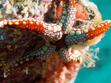 Marine Invertebrates – Nature Journals