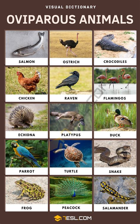 Oviparous Animals Names with Pictures • 7ESL