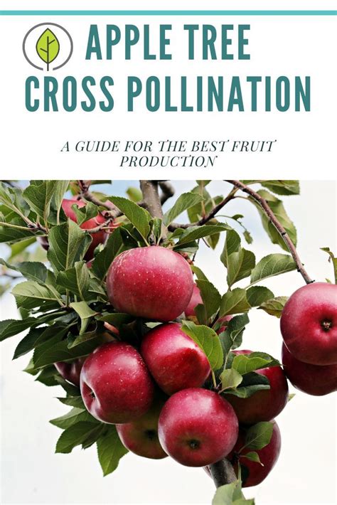 Apple Tree Pollination Guide