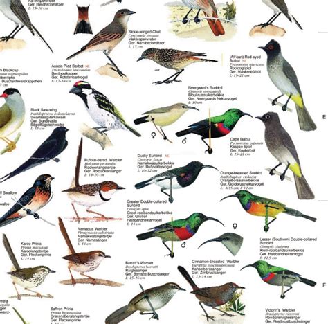 Birds Endemic to Southern Africa - Poster: Kenneth B Newman: NHBS