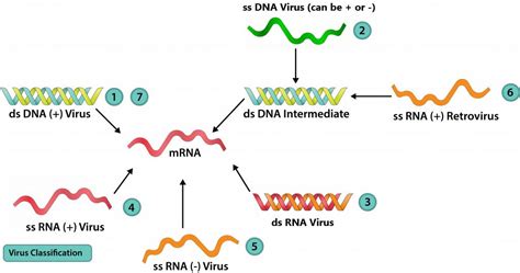 コレクション double-stranded dna viruses examples 735946-What is a double stranded dna virus ...