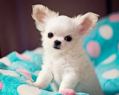 Long Haired Chihuahua Information: A Complete Breed Guide