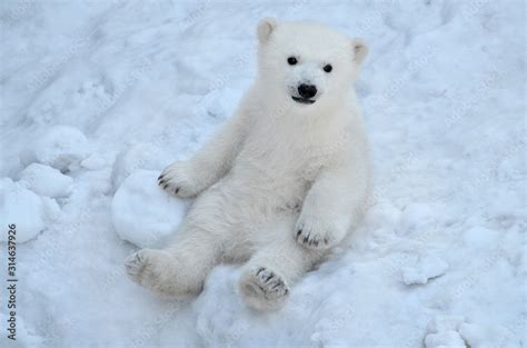 polar bear in the snow Stock Photo | Adobe Stock