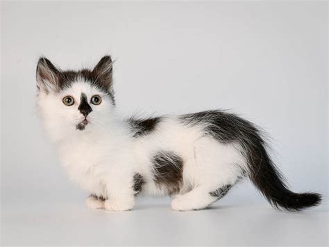 8 Common Munchkin Cat Colors (With Pictures) - Catster