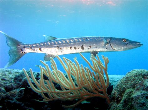 Barracuda | Animal Database | Fandom