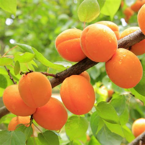 Apricot Fruits On Tree