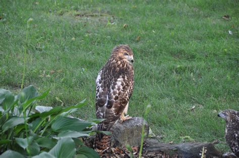 One of a pair of red tail hawks hunting squirrels in my backyard this evening. : birding