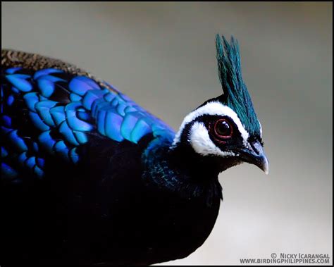 Birds from Palawan | | :: Birding Adventure Philippines | Guided birdwatching tours anywhere in ...