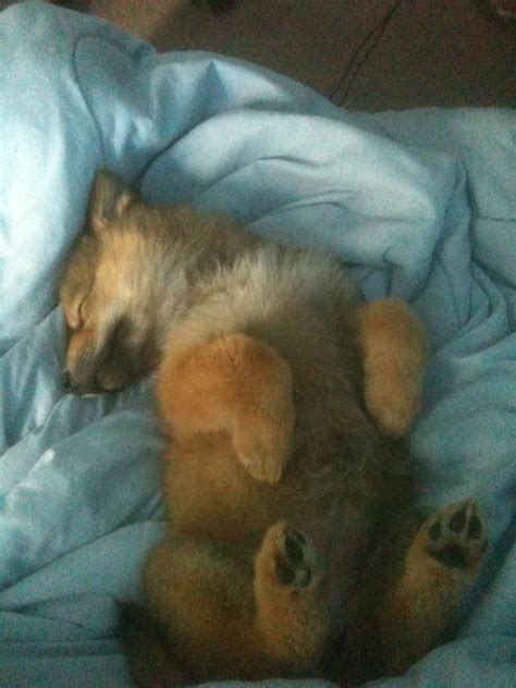 1000+ images about Sleeping wolf pup on Pinterest | Wolves, Kid and Vintage