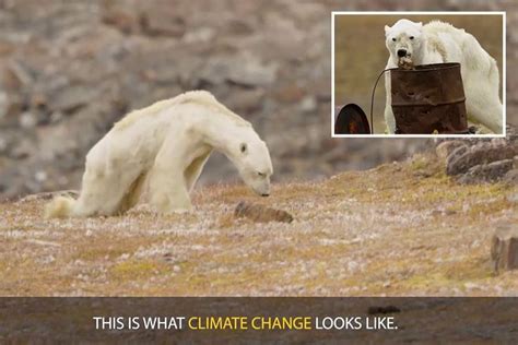 National Geographic admits 'no evidence' starving polar bear in viral ...