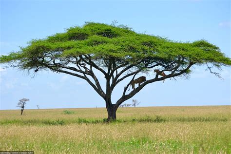 African Savanna Trees