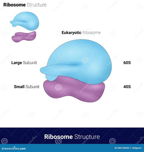 Structure Of Ribosomes Diagram