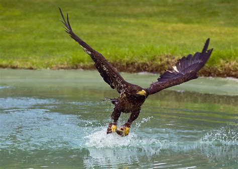 Golden Eagle Hunting Fish