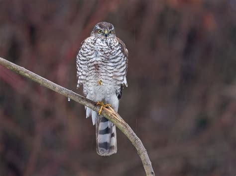 How Big Are Sparrowhawks? (Wingspan + Size) | Birdfact