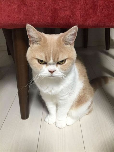 cat angry Blank Template - Imgflip