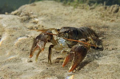 Rare white-clawed crayfish rediscovered in nature reserve after three decades - upday News UK